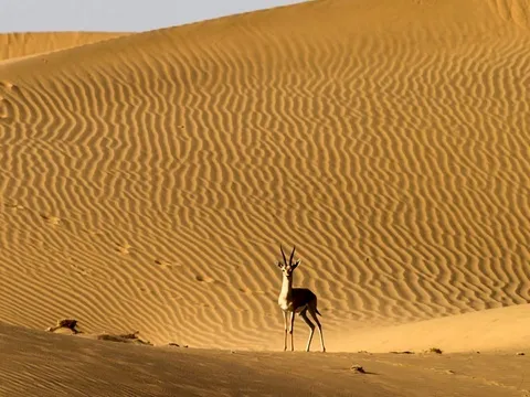 Golden Legends of Jodhpur and Jaisalmer - 4N/5D days holiday package