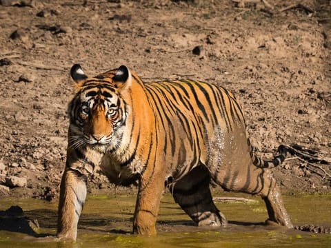 Wildlife Escape to Ranthambhore