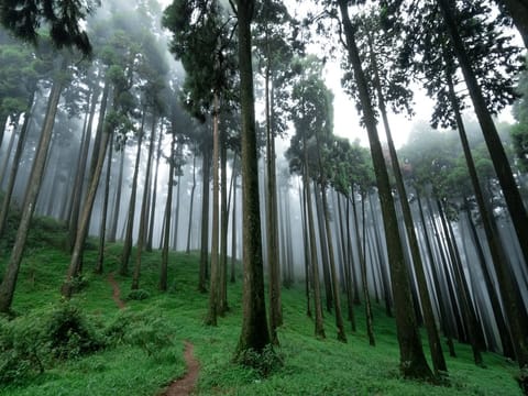 Darjeeling - Queen of Hills