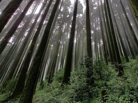 Darjeeling and Gangtok: A Himalayan Harmony
