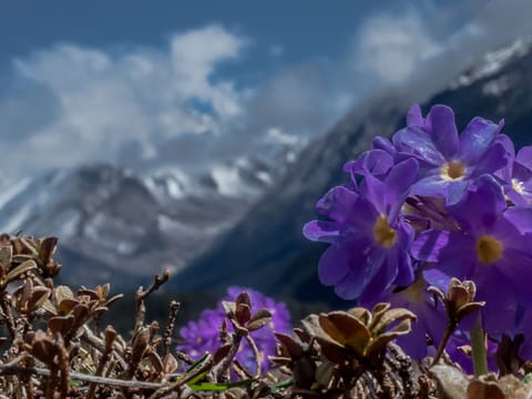 Best of Himalayas