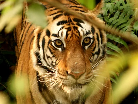 Nepal Wilderness and Heritage