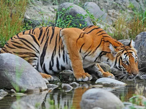 Nepal Discovery