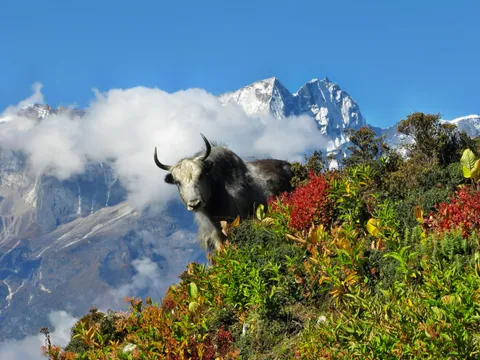 Everest Base Camp Trek