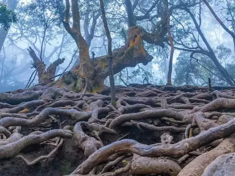 Ooty Tour from Bangalore