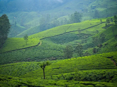 Ooty and Kodai Tour
