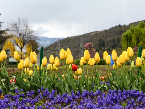 Meadows of Kashmir