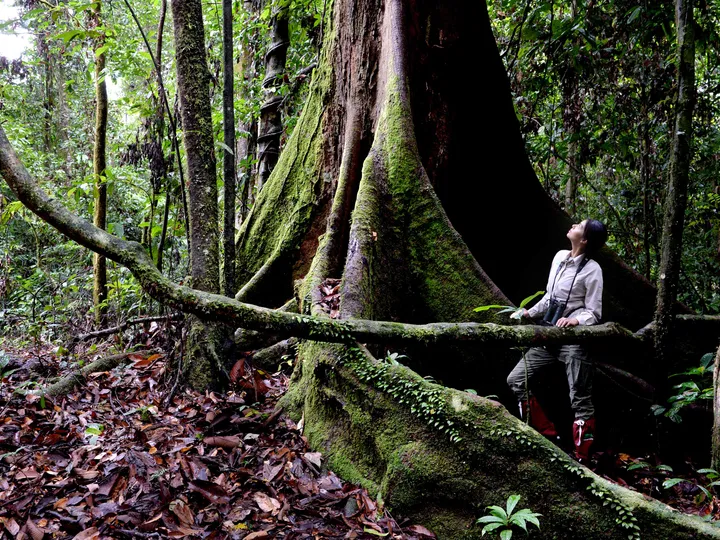 Danum Valley Beauty Experience