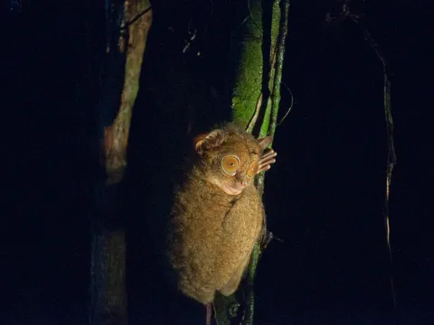 Danum Valley Rainforest Adventure