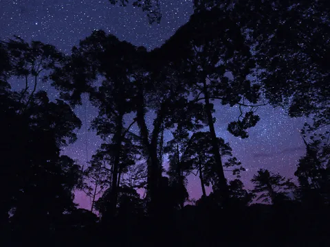 Danum Valley Rainforest Adventure