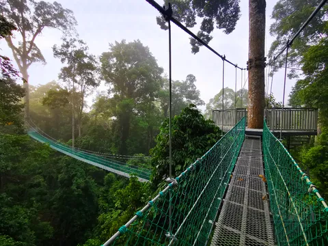 Danum Valley Rainforest Jungle Serenity
