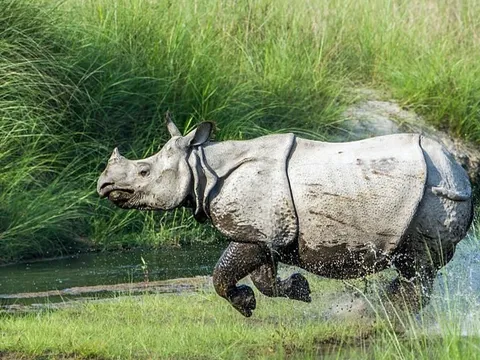 Kaziranga and Shillong Getaway
