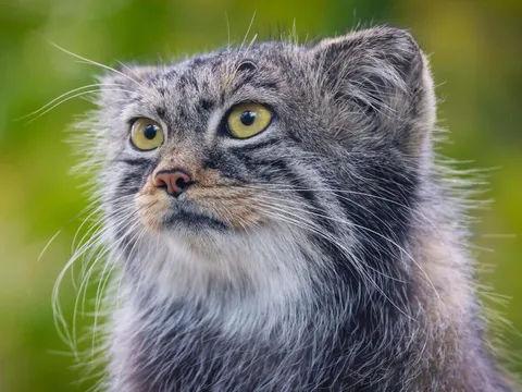 Pallas Cat Expedition in Ladakh