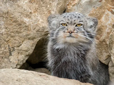 Pallas Cat Expedition in Ladakh