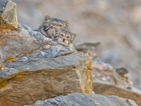 Pallas Cat Expedition in Ladakh