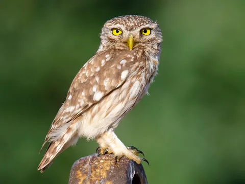 Birding and Wildlife Tour in Ladakh
