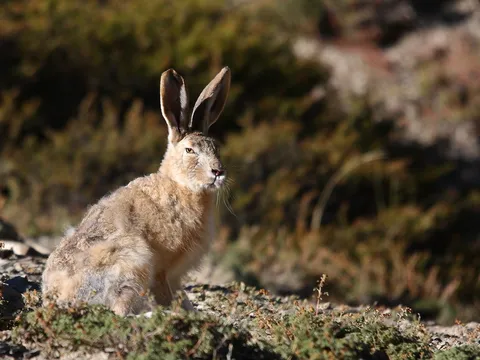 Birding and Wildlife Tour in Ladakh