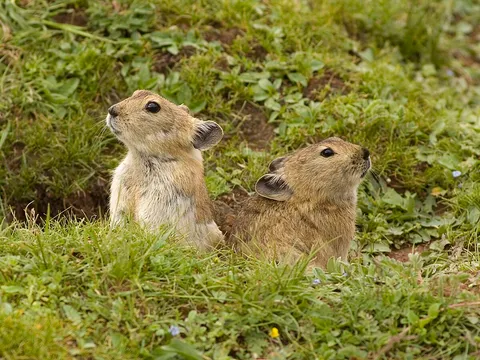 Birding and Wildlife Tour in Ladakh