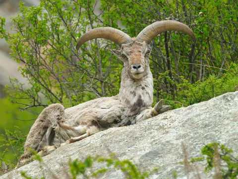 Birding and Wildlife Tour in Ladakh