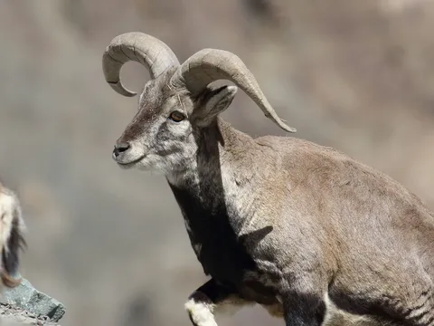 Birding and Wildlife Tour in Ladakh