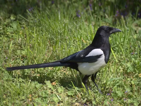 Birding Tour in Ladakh
