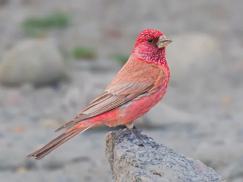Birding Tour in Ladakh