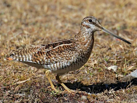 Birding Tour in Ladakh