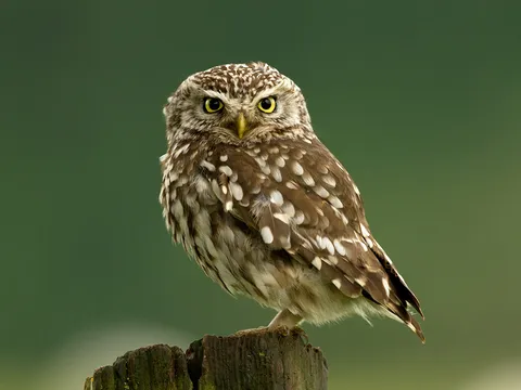 Birding Tour in Ladakh