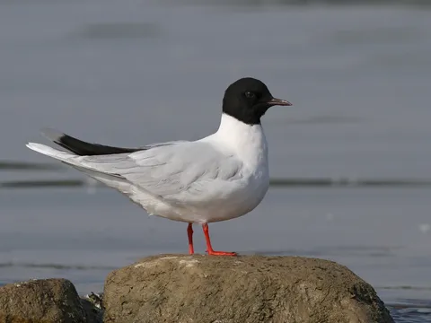 Birding Tour in Ladakh
