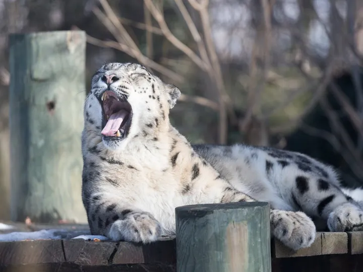 Snow Leopard Trek in Ladakh