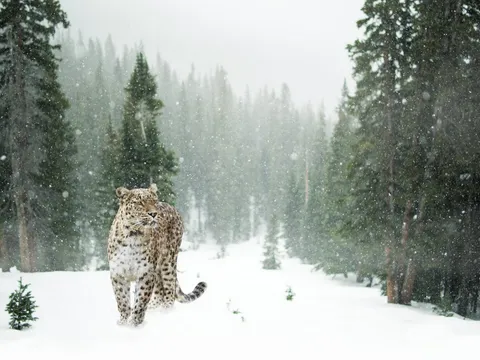 Snow Leopard Trek in Ladakh