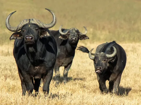Kaziranga Wildlife Escape from Guwahati