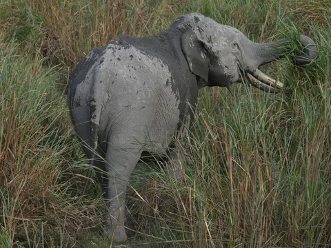 Kaziranga Wildlife Escape from Guwahati