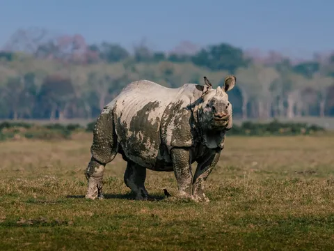 Kaziranga Wildlife Escape from Guwahati