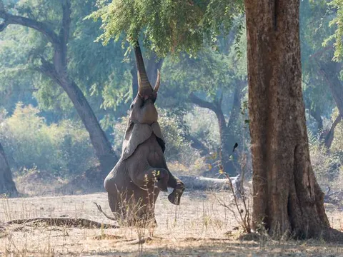 Wildlife Getaway to Manas National Park