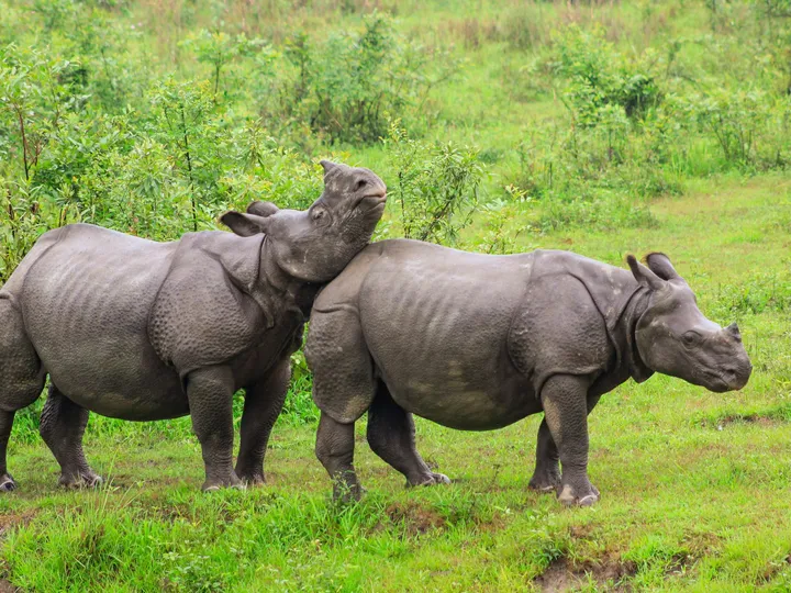 Wildlife Getaway to Manas National Park