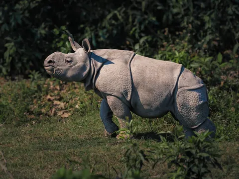 Wildlife Getaway to Manas National Park
