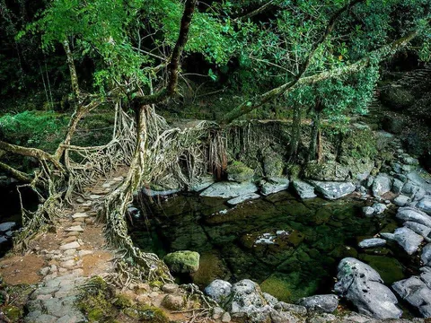Meghalaya Nature Escape: Shillong and Beyond
