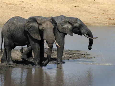 Assam Jungle Trails and Safaris