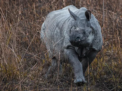 Wildlife and Culture  Tour of Assam