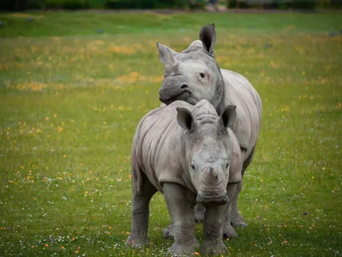 Kaziranga Safari with Shillong Hills