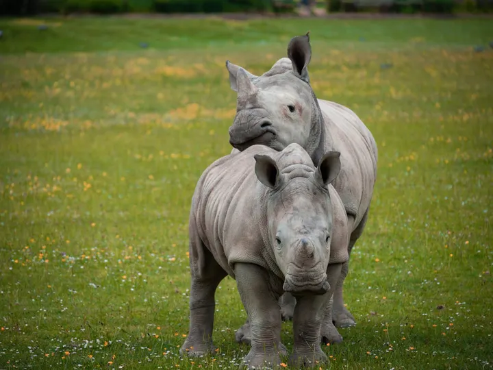 Kaziranga Safari with Shillong Hills