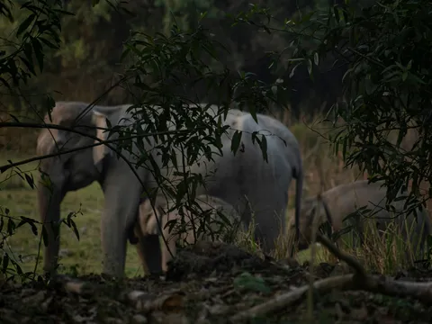 The Ultimate Kaziranga Experience