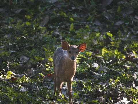 The Ultimate Kaziranga Experience