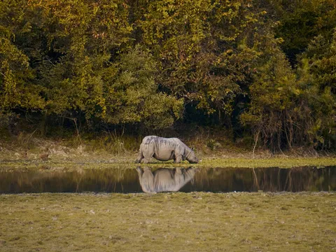 The Ultimate Kaziranga Experience