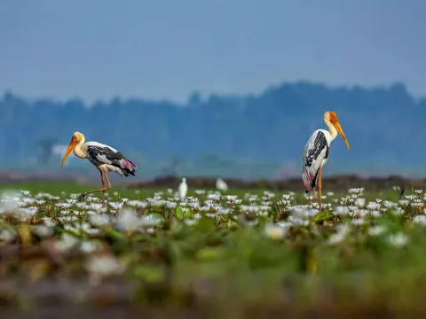 Wonders of Assam and Meghalaya