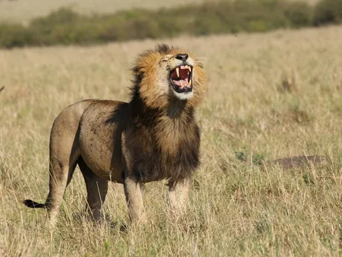 Classic Kenya Safari