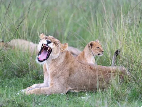 Classic Kenya Safari