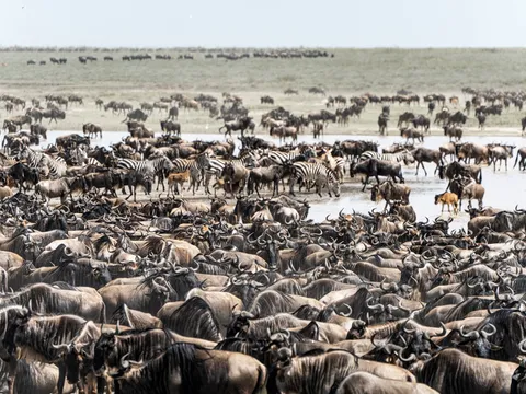 Classic Kenya Safari