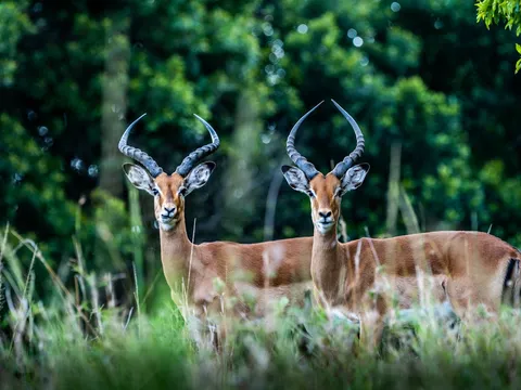 Highlights of Kenya Safari